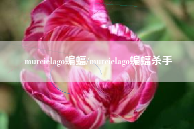 murcielago蝙蝠/murcielago蝙蝠杀手